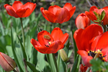 Fototapeta premium Czerwony tulipan w ogrodzie