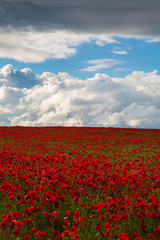 Obraz premium Sea of Poppies