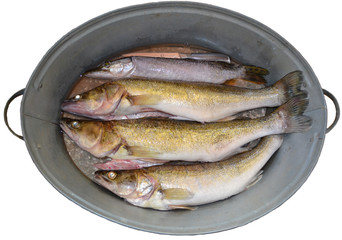 Summer still Life with three peeled pike perch, pike and knife in an oval metal bowl on a white isolated background.