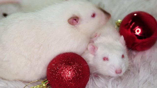 Bokeh of Christmas toys. The focus smoothly shifts to two white rats lying on a fur carpet with Christmas toys, gifts and balls.