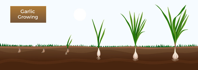 Garlic Growth Stages Banner 