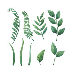 Green leaves of plants. Watercolor