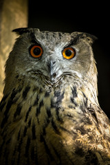 regard du Hibou grand-duc d'europe 