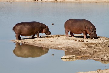 Couple of hippos in the water