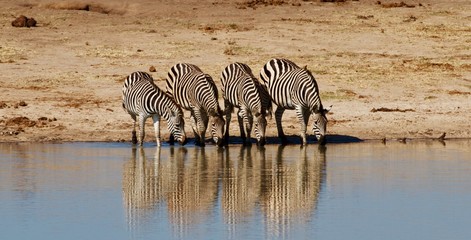 Fototapeta na wymiar zebras drinking from waterhole, Hwange National Park, Zimbabwe 