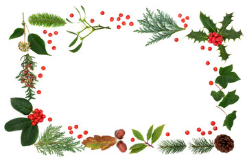 Winter flora & fauna with loose holly berries forming an abstract border on white background with...