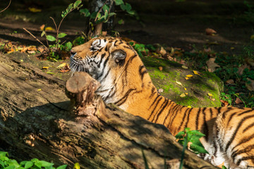 A tiger sitting behind a fallen tree trunk