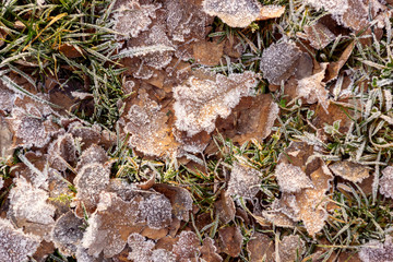 fallen oak leaves covered with white frost