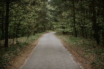 Fototapeta na wymiar Sunny Path through a Forest in summer time
