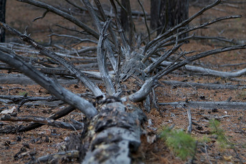 Beautiful withered fallen pine in the forest