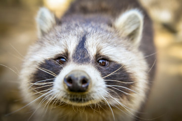 regard d'un raton laveur amusant