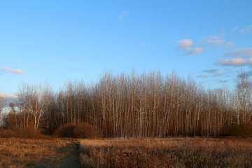 Aspen thickets in autumn on a meadow against a blue sky with clouds