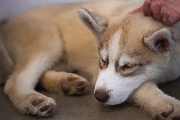 portrait of an husky dog lied on gray beton floor with sad face
