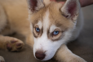 portrait of an husky dog lied on gray beton floor with sad face