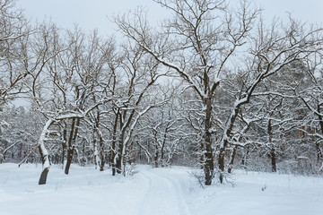 quiet winter forest in a snow