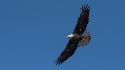 An American Bald Eagle in flight with nesting material.