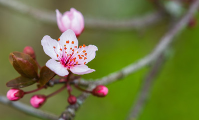 flowers of tree