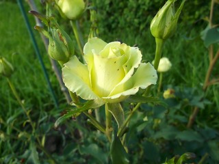 Light yellow roses in the garden. Sideways.