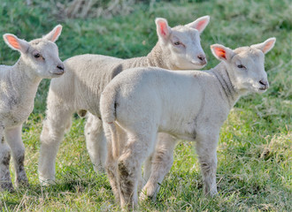 Naklejka na ściany i meble Three lambs on farm