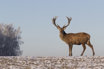 Naklejka na ściany i meble Winter wildlife landscape with noble deers Cervus Elaphus. Deer with large Horns