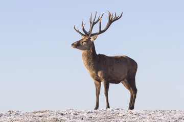 Winter wildlife landscape with noble deers Cervus Elaphus. Deer with large Horns