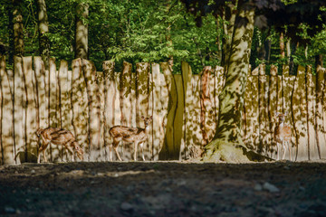 Fallow deer in the woods eating grass. Copy space.