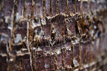 Texture of palm bark