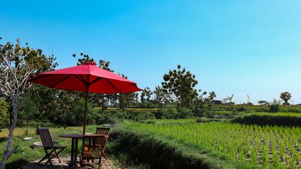 views of rice fields and chairs during the day