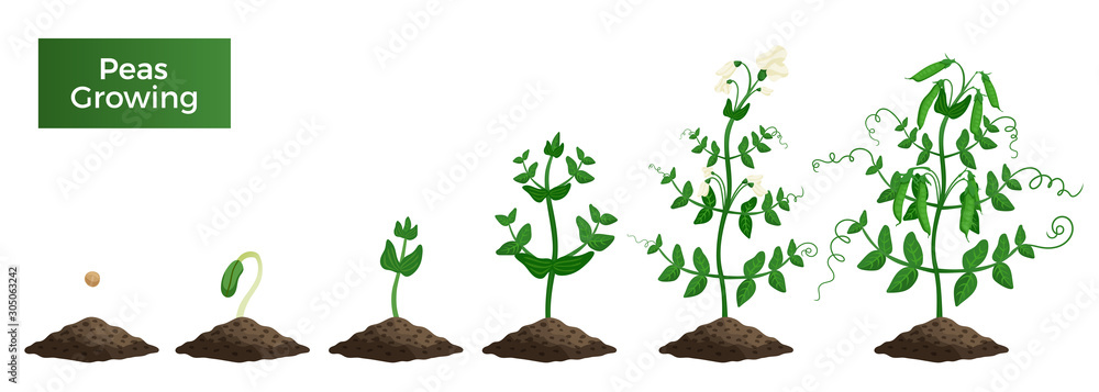 Poster Peas Growth Stages Composition