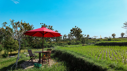 views of rice fields and chairs during the day