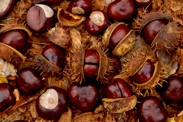 Open chestnuts on fallen yellow leaves in the park