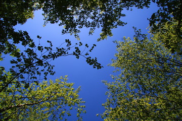 green leaves and blue sky