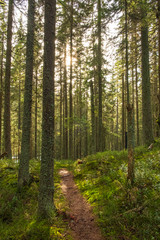Fototapeta premium Sunbeams in the forest near Modrava - The Šumava National Park, Czech Republic. 