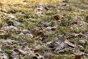 fallen oak leaves covered with white frost