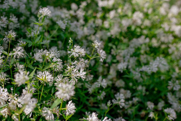 Fototapeta premium Close up of labrador tea flowers. Green wallpaper. Sping and summer season. Nature concept.
