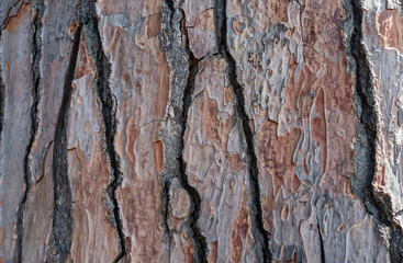 Bark of pine tree close up texture.