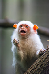 a rare monkey silver marmoset on a tree