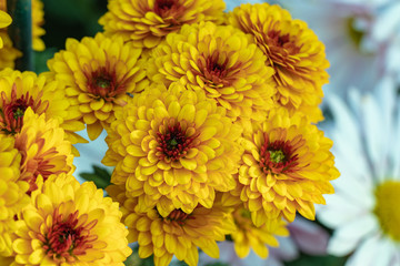 Yellow chrysanthemums close up in autumn Sunny day in the garden. Autumn flowers. Flower head
