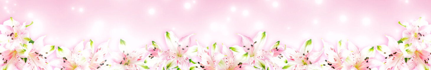 Alstroemeria flowers on pink background