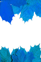 Fallen Dead Autumn Leaves for Background Border