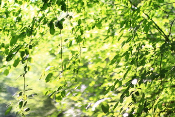 Fototapeta premium background of green leaves