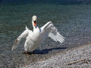 Cigno sul lago di Garda con ali spiegate elegante  e bianco
