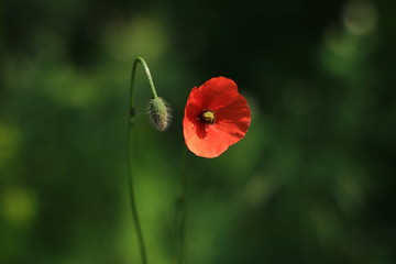 red poppy in a field