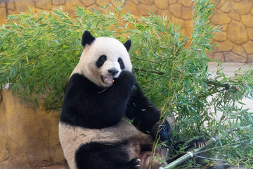 A panda bear sits and eats green leaves and twigs of bamboo. Black panda with white dirty spots in...