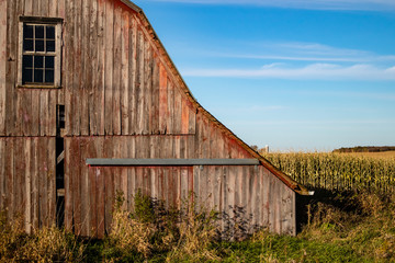 Old red barn with a cornfield in the background © mtatman