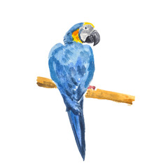 Beautiful exotic bird - blue macaw parrot. Watercolor sketch isolated on white background. © Mariia