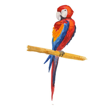 Beautiful exotic bird - red macaw parrot. Watercolor sketch isolated on white background.
