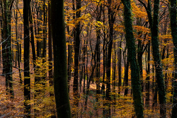 Buchen Wald Herbst Laub Färbung Bäumer Iserlohn Sauerland Deutschland StadtwaldNatur Sonne Dämmerung Sonnenuntergang Stimmung Gegenlicht Leuchten Farbspiel gelb orange Beech Trees Forest Germany