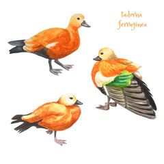 Watercolor illustration - sketch of a red duck with green feather. Breed tadorna ferruginea.