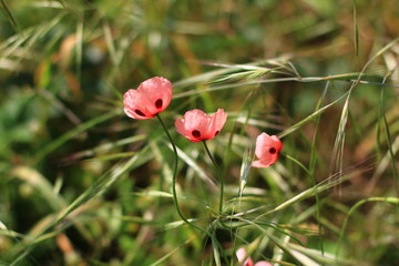 red flower in the forest